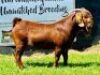 LOT 31 1 x KALAHARI RED BUCK BUSHRA STUD