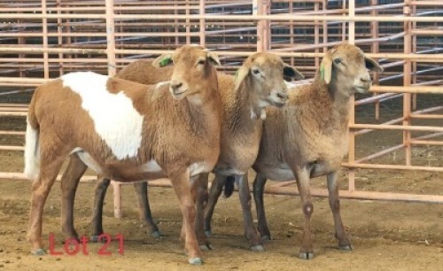 LOT 21 1X MEATMASTER EWE OSVLEY MEATMASTERS (Pay per animal to take all)