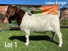 LOT 1 1X BOER GOAT FLOCK BUCK LUKAS BURGER BOERGOATS