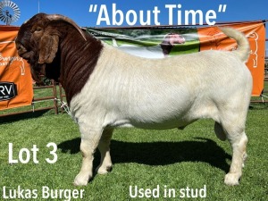 LOT 3 1X BOER GOAT STUD BUCK LUKAS BURGER BOERGOATS