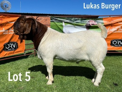 LOT 5 1X BOER GOAT FLOCK BUCK LUKAS BURGER BOERGOATS