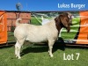 LOT 7 1X BOER GOAT FLOCK BUCK LUKAS BURGER BOERGOATS