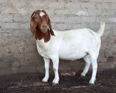 1X BOERBOK OOI/EWE Suzanne Van Dyk Boerbokstoet nr. 1714 - STOET