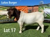 LOT 17 1X BOER GOAT FLOCK BUCK LUKAS BURGER BOERGOATS