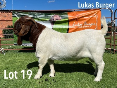 LOT 19 1X BOER GOAT STUD BUCK LUKAS BURGER BOERGOATS