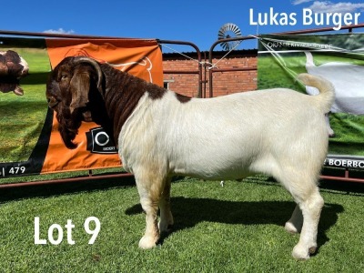 LOT 9 1X BOER GOAT STUD BUCK LUKAS BURGER BOERGOATS