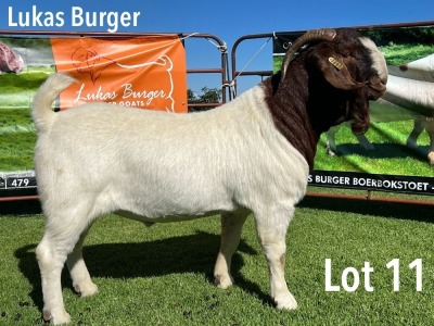 LOT 11 1X BOER GOAT STUD BUCK LUKAS BURGER BOERGOATS