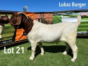 LOT 21 1X BOER GOAT STUD BUCK LUKAS BURGER BOERGOATS