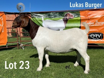 LOT 23 1X BOER GOAT FLOCK PREGNANT DOE LUKAS BURGER BOERGOATS