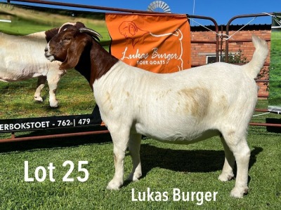 LOT 25 1X BOER GOAT FLOCK PREGNANT DOE LUKAS BURGER BOERGOATS