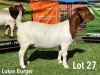 LOT 27 1X BOER GOAT STUD PREGNANT DOE LUKAS BURGER BOERGOATS