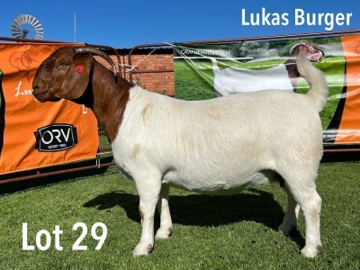 LOT 29 1X BOER GOAT STYD PREGNANT DOE LUKAS BURGER BOERGOATS