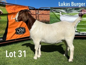 LOT 31 1X BOER GOAT STUD DOE LUKAS BURGER BOERGOATS