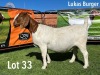 LOT 33 1X BOER GOAT STUD PREGNANT DOE LUKAS BURGER BOERGOATS