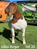 LOT 33 1X BOER GOAT STUD PREGNANT DOE LUKAS BURGER BOERGOATS - 2