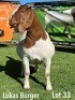 LOT 33 1X BOER GOAT STUD PREGNANT DOE LUKAS BURGER BOERGOATS - 2