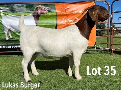 LOT 35 1X BOER GOAT FLOCK PREGNANT DOE LUKAS BURGER BOERGOATS