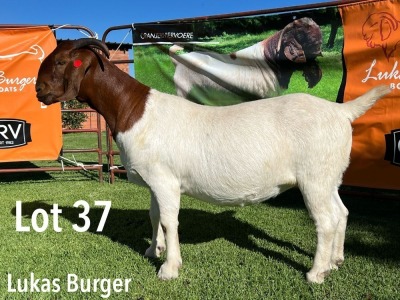 LOT 37 1X BOER GOAT FLOCK PREGNANT DOE LUKAS BURGER BOERGOATS