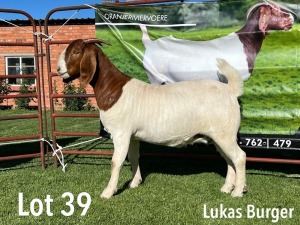 LOT 39 1X BOER GOAT STUD PREGNANT DOE LUKAS BURGER BOERGOATS