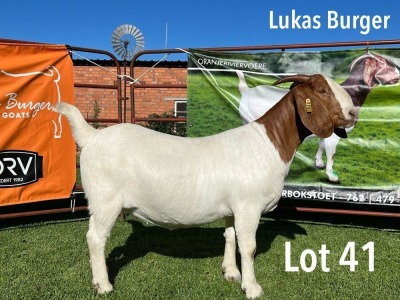 LOT 41 1X BOER GOAT STUD DOE LUKAS BURGER BOERGOATS