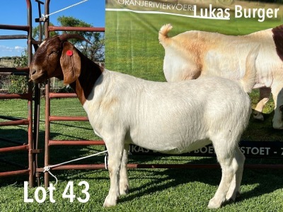 LOT 43 1X BOER GOAT STUD DOE LUKAS BURGER BOERGOATS