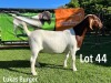 LOT 44 1X BOER GOAT STUD DOE LUKAS BURGER BOERGOATS