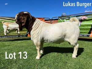 LOT 13 1X BOER GOAT STUD BUCK LUKAS BURGER BOERGOATS