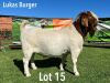 LOT 15 1X BOER GOAT FLOCK BUCK LUKAS BURGER BOERGOATS