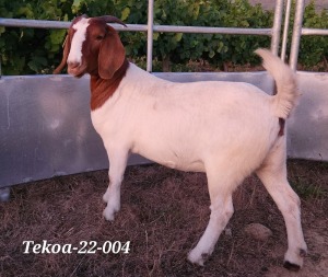 LOT 72 1X BOER GOAT FLOCK DOE TEKOA BOERBOKSTOET