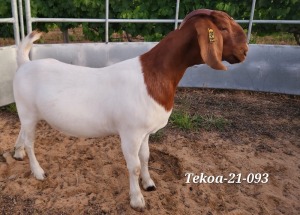 LOT 70 1X BOER GOAT STUD DOE TEKOA BOERBOKSTOET