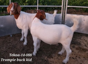 LOT 71 1+1X BOER GOAT STUD DOE+ RAM LAMB TEKOA BOERBOKSTOET