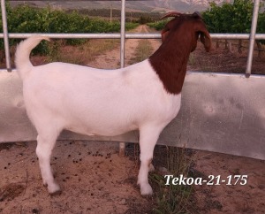 LOT 73 1X BOER GOAT STUD DOE TEKOA BOERBOKSTOET