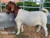 LOT 122 1X BOER GOAT FLOCK BUCK TEKOA BOERBOKSTOET