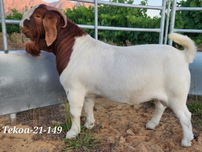 LOT 122 1X BOER GOAT FLOCK BUCK TEKOA BOERBOKSTOET