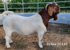 LOT 122 1X BOER GOAT FLOCK BUCK TEKOA BOERBOKSTOET - 2