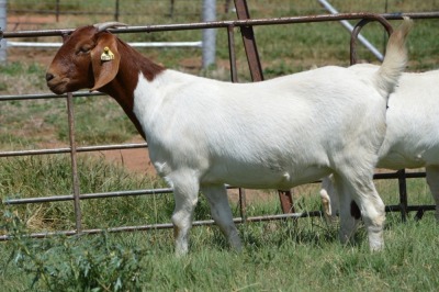 1X BOERBOK OOI/EWE Dome Africa Boergoat Stud - KUDDE