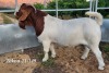 LOT 122 1X BOER GOAT FLOCK BUCK TEKOA BOERBOKSTOET - 3