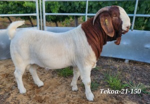 LOT 123 1X BOER GOAT FLOCK BUCK TEKOA BOERBOKSTOET