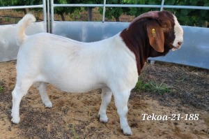 LOT 124 1X BOER GOAT STUD BUCK TEKOA BOERBOKSTOET