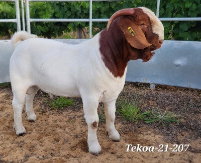 LOT 129 1X BOER GOAT STUD BUCK TEKOA BOERBOKSTOET