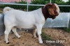 LOT 129 1X BOER GOAT STUD BUCK TEKOA BOERBOKSTOET - 2