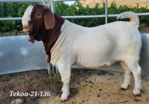 LOT 130 1X BOER GOAT FLOCK BUCK TEKOA BOERBOKSTOET