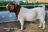 LOT 130 1X BOER GOAT FLOCK BUCK TEKOA BOERBOKSTOET - 2