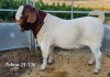 LOT 130 1X BOER GOAT FLOCK BUCK TEKOA BOERBOKSTOET - 3