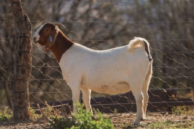 LOT 50 1+1X BOER GOAT FLOCK DOE BIGGS BOERGOATS