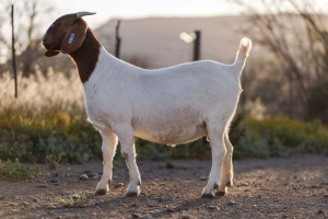 LOT 52 1+2X BOER GOAT STUD DOE BIGGS BOERGOATS