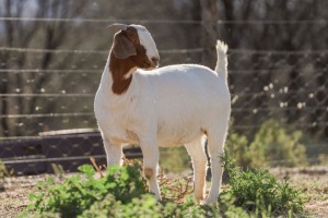 LOT 88 1X BOER GOAT FLOCK DOE BIGGS BOERGOATS