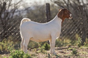 LOT 53 1X BOER GOAT PREGNANT FLOCK DOE BIGGS BOERGOATS