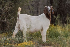 LOT 51 1+2X BOER GOAT STUD DOE BIGGS BOERGOATS