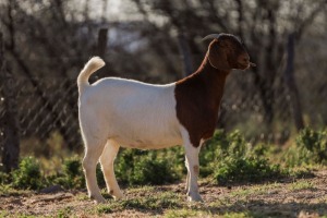 LOT 54 1X BOER GOAT FLOCK DOE BIGGS BOERGOATS